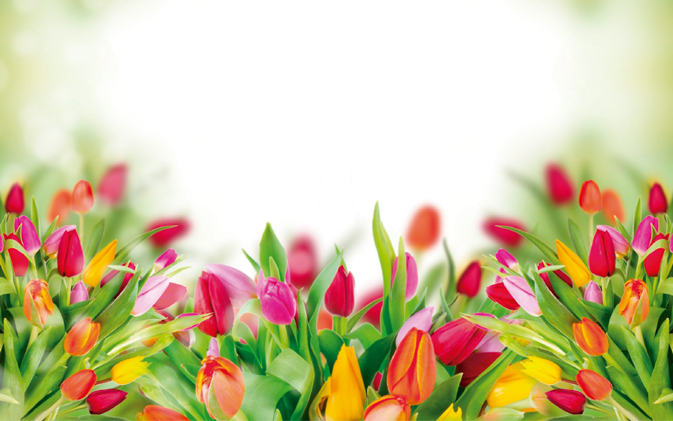 Enviós de Flores a Domicilio enviosflorales.com